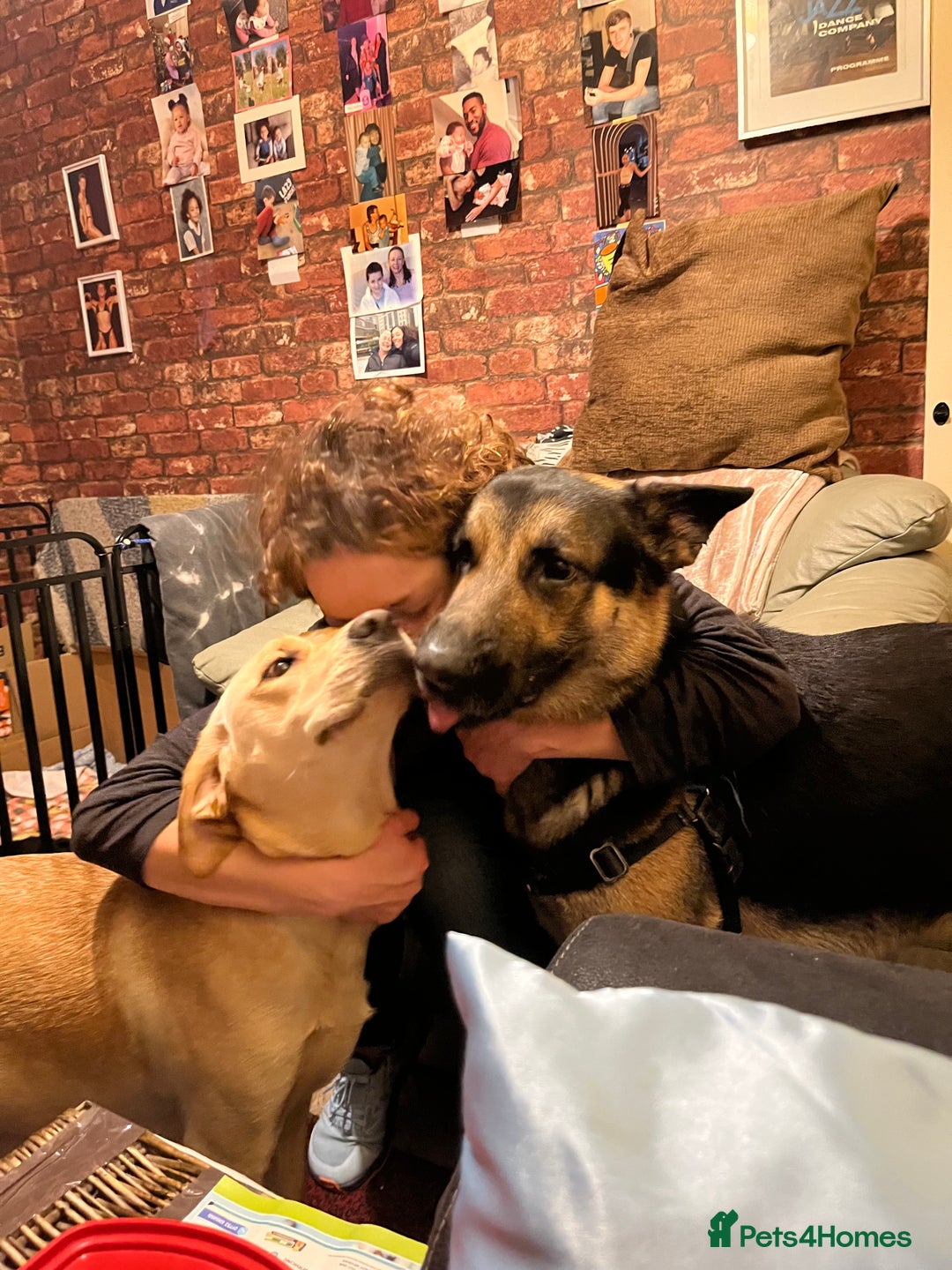 Mixed Breed dogs for sale: Black Shepherd Puppies - Advert 3