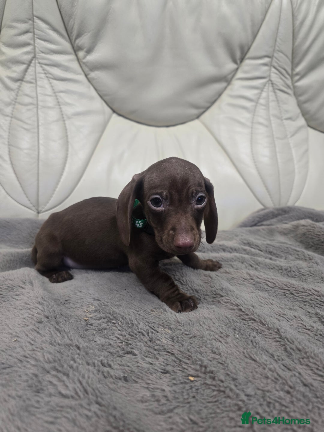 Miniature Dachshund dogs for sale: Miniature Dachshund Puppies - Advert 10
