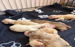 Cocker Spaniel dogs for sale: Show type cocker spaniel  - Image 6