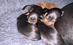 Miniature Dachshund dogs for sale: Miniature Dachshund puppies - Image 14
