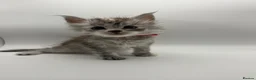 Maine Coon cats for sale: Maine coon kittens for sale  - Advert 10