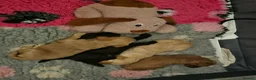 Cockapoo dogs for sale: Stunning homebred cockapoos - Advert 32