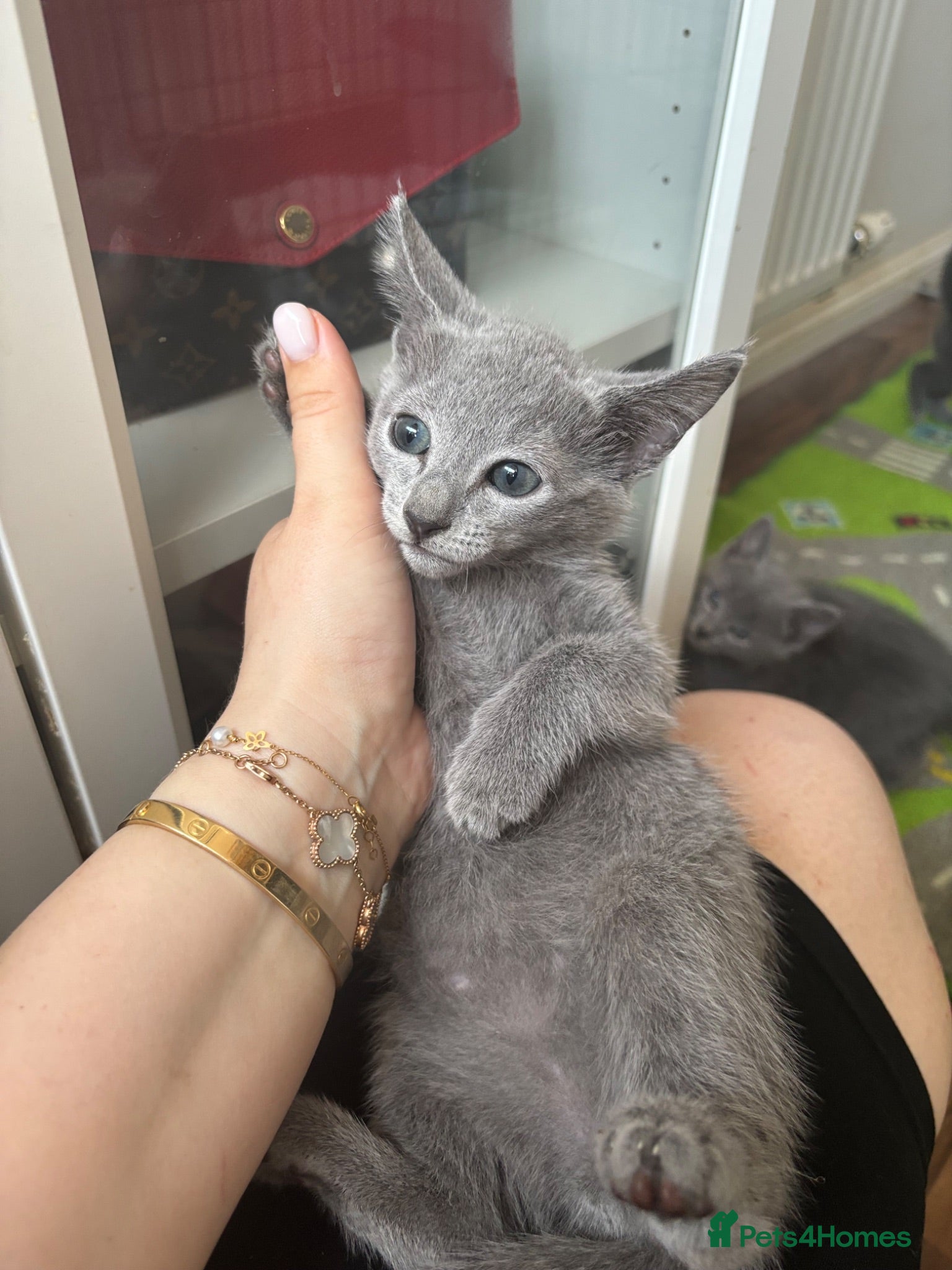 Russian Blue cats PURE PEDIGREE RUSSIAN BLUE KITTENS  - Advert 2