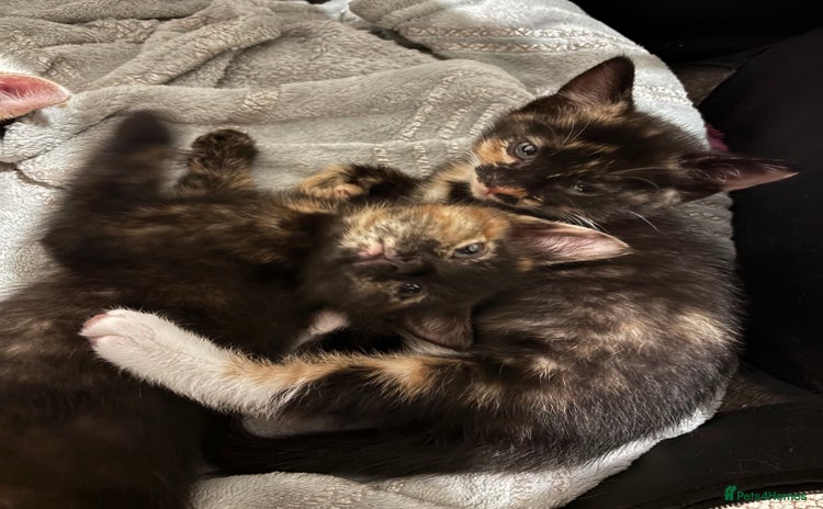 Mixed Breed cats - Advert 6