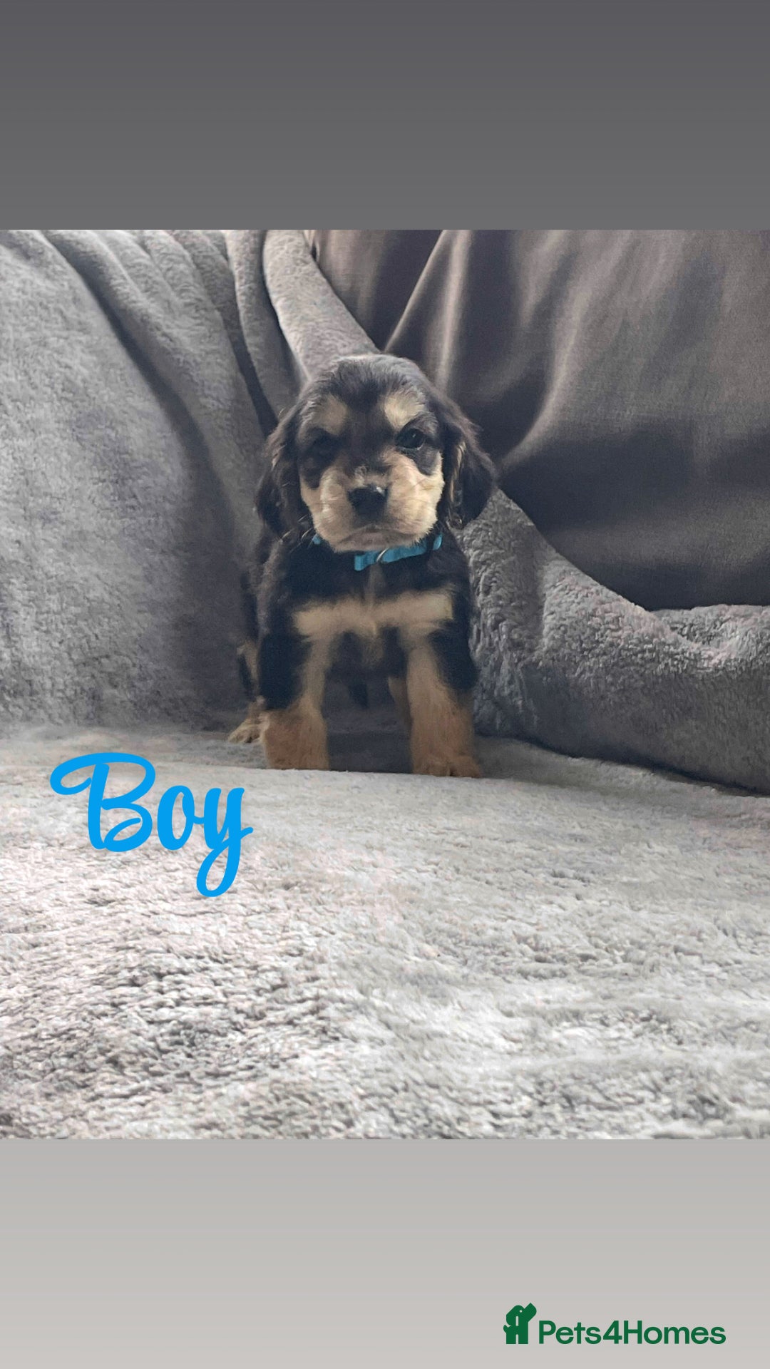 Cocker Spaniel dogs for sale: Cocker spaniel puppies  - Advert 1