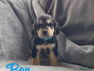 Cocker Spaniel dogs Cocker spaniel puppies - Advert 5