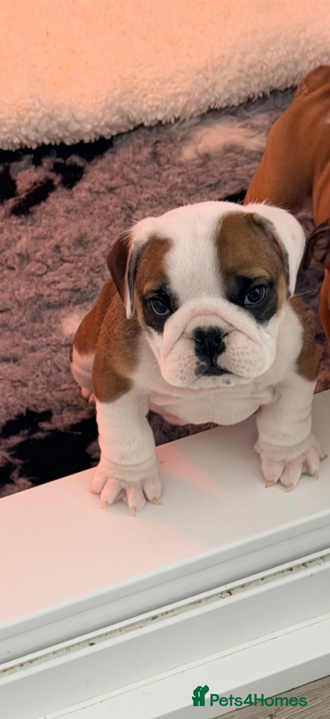 English Bulldog dogs for sale: TRADITIONAL BRITSH BULLDOGS MALE/FEMALE  - Advert 1