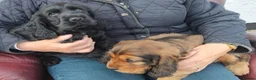 Cocker Spaniel dogs for sale: COCKER SPANIEL PUPS IN NORTHERN IRELAND - Advert 6