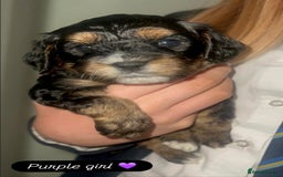 Cavapoo dogs for sale: Beautiful F1 cavapoos phantom 3 girls left 💜💖❤️ - Image 4