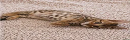 Bengal cats for sale: Unique Bengal Kittens  in Manchester - Advert 3