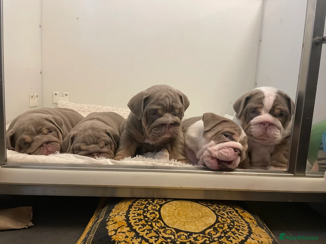 English Bulldog dogs for sale: Quality English bulldogs  - Advert 6
