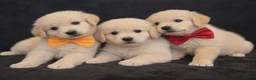 Golden Retriever dogs for sale: Golden retriever - Advert 2