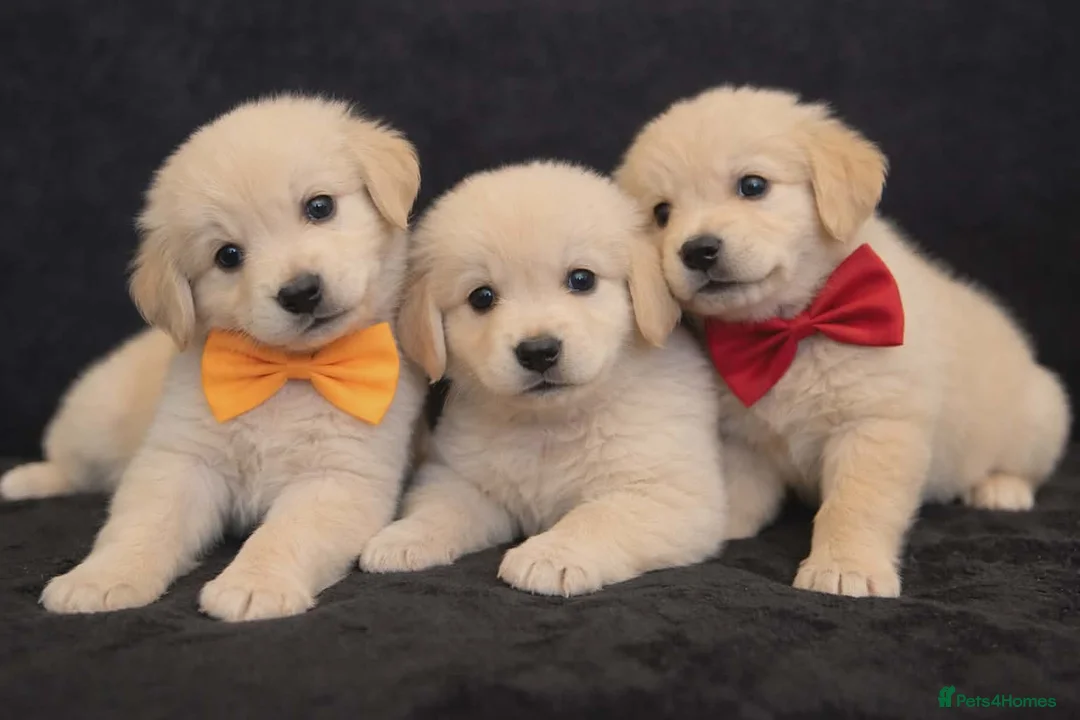 Golden Retriever dogs for sale: Golden retriever - Advert 2