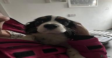Cavalier King Charles Spaniel dogs - Advert 7