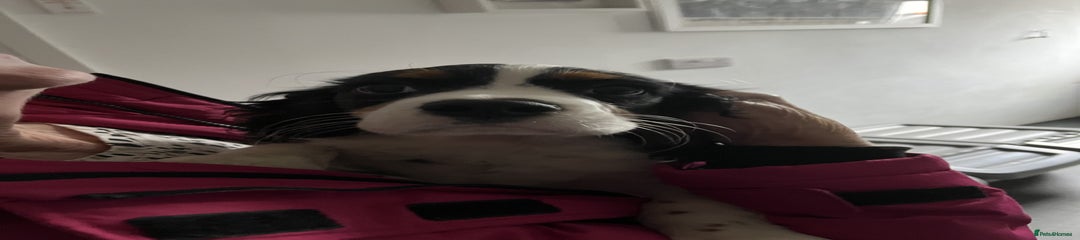 Oscar
