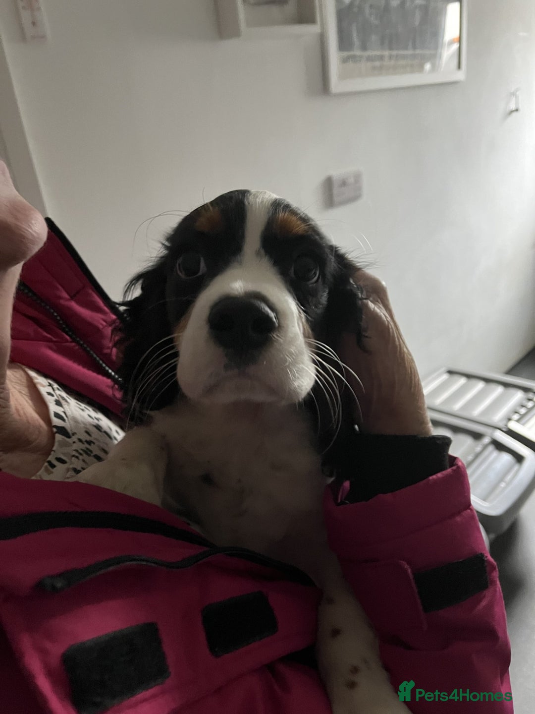 Cavalier King Charles Spaniel dogs for sale: 1 Tri Chocolate Carrier Health Tested Parents - Image 2