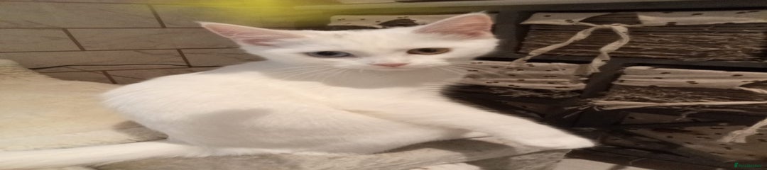 Echo 