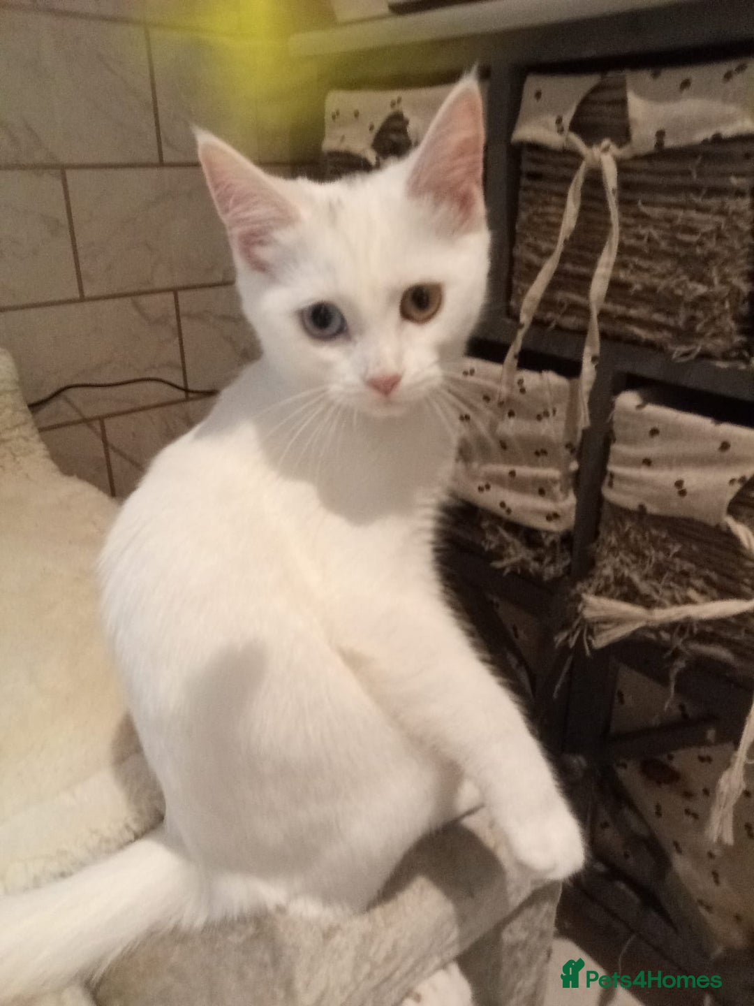 Scottish Fold cats for sale: 1 cutie cream folded girl & 1 straight cream  girl - Image 2