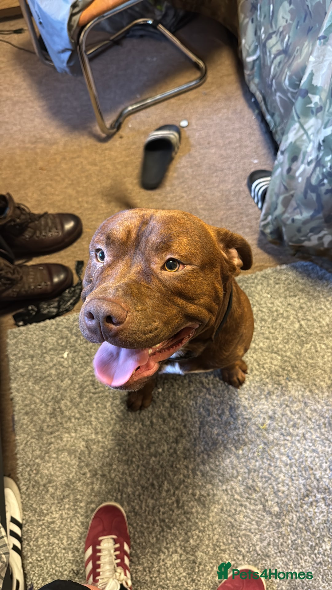 Mixed Breed dogs for sale: Neutered Staffy Cross Male For Rehoming  - Image 2