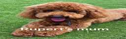 Toy Poodle dogs for stud: Rupert - Toy Poodle - Essex based in Colchester - Advert 8