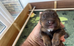 Cocker Spaniel dogs for sale:  KC Registered Working Cocker Spaniel Puppies - Image 36