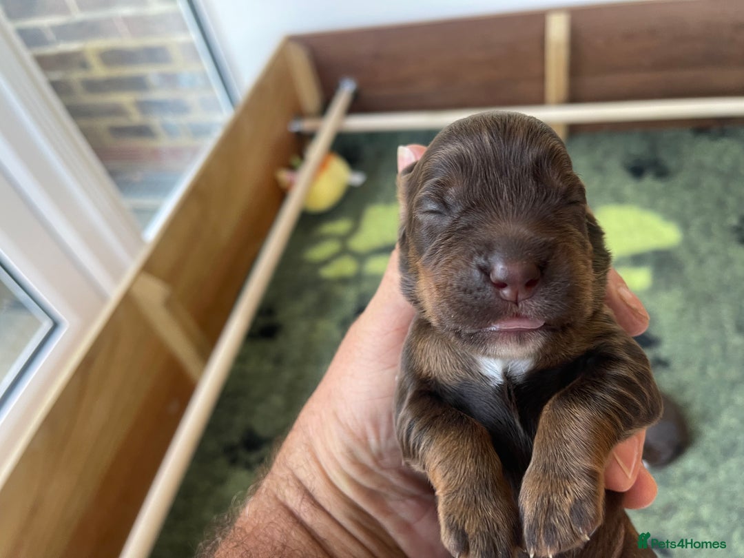 Cocker Spaniel dogs for sale:  KC Registered Working Cocker Spaniel Puppies - Image 36