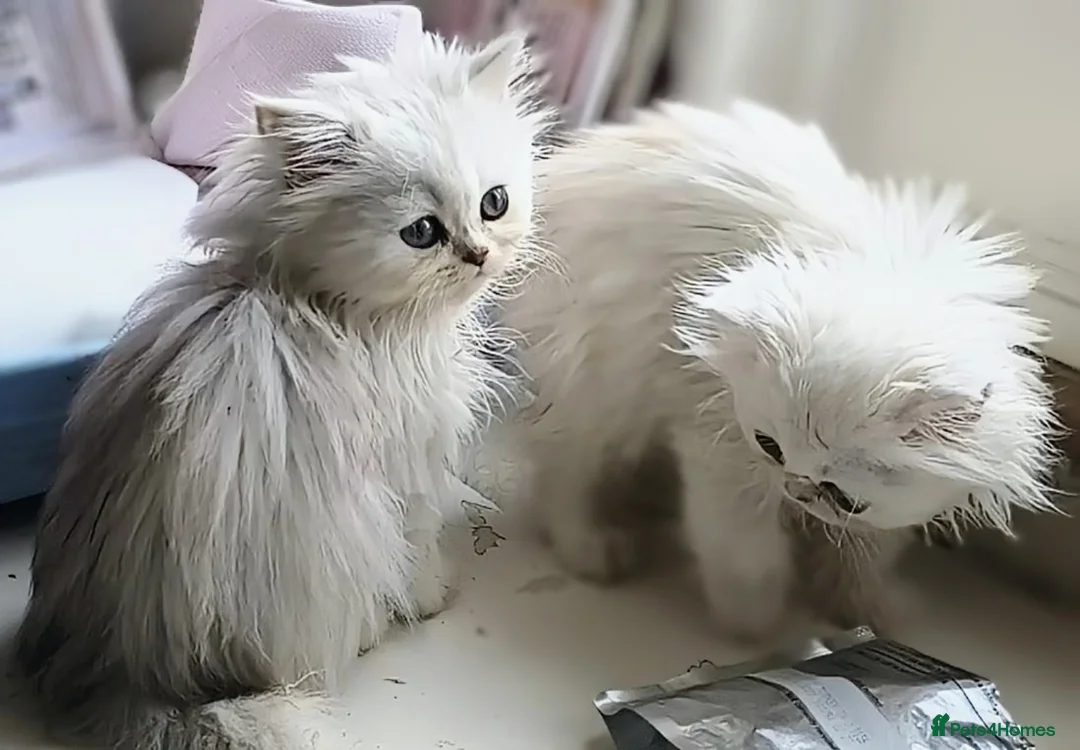 Persian cats for sale: 🍒Loving White Tipped babies - Advert 1