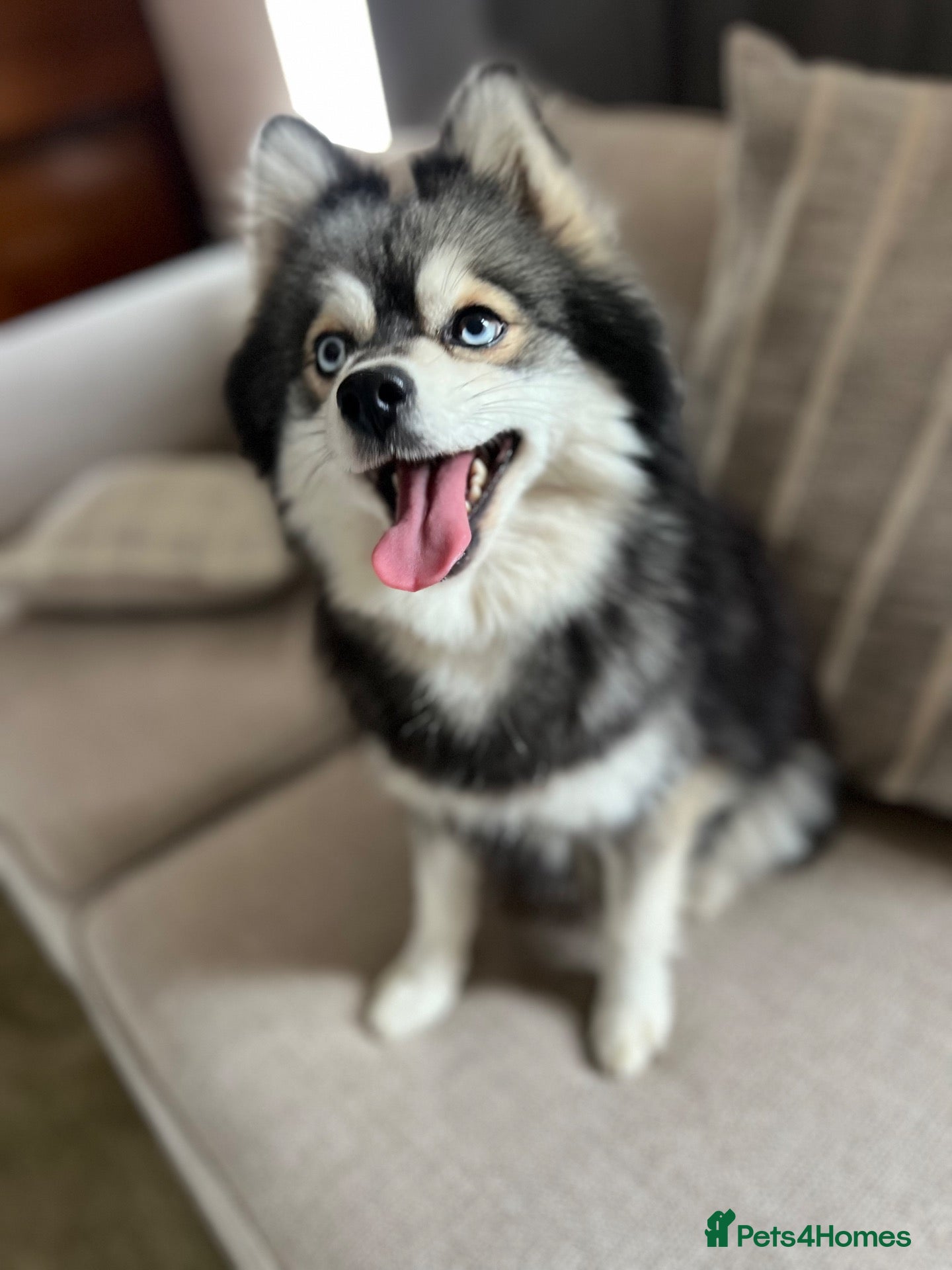 Pomsky dogs Adult Pomskies - Advert 8