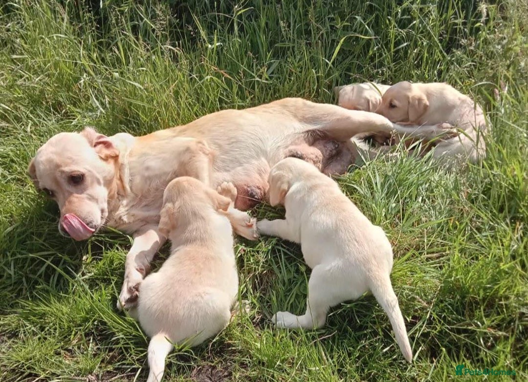 Labrador Retriever dogs for sale: Labrador puppy's  - Image 10