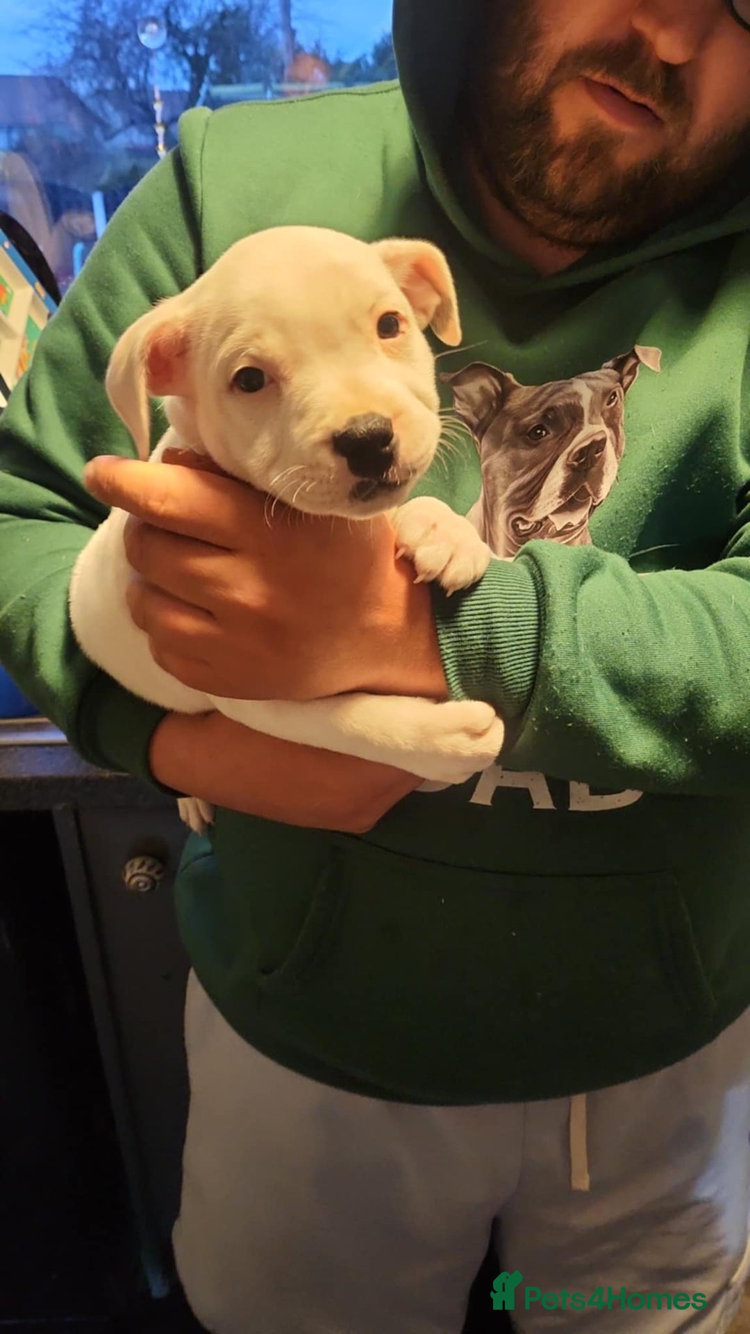 Staffordshire Bull Terrier dogs for stud: Proven Staffordshire Bull Terrier for Stud  - Image 35