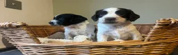 Sprocker dogs for sale: 7 Sprocker Puppies  - Advert 14