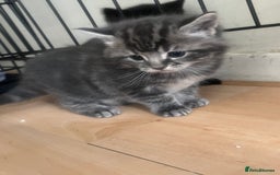 Mixed Breed cats for sale: 4 beautiful friendly mixed breed kittens for sale  in Northwich - Image 10