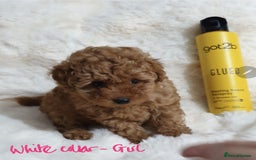 Toy Poodle dogs for sale: Pedigree Toy poodle puppies ready this weekend - Image 1