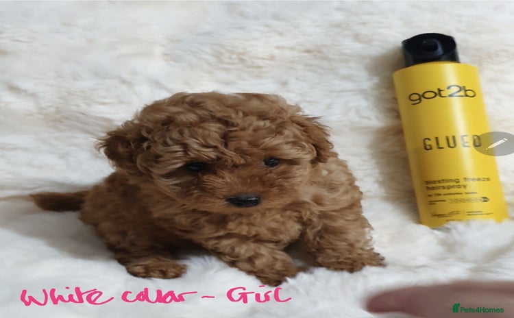 Toy Poodle dogs - Advert 3
