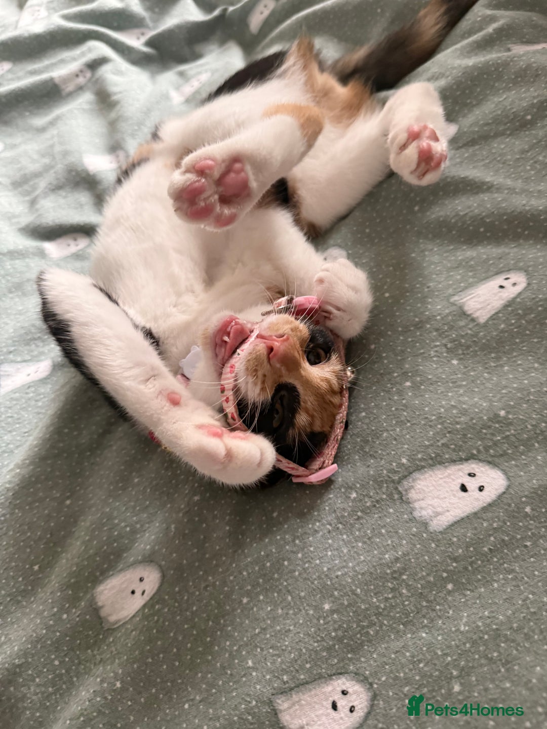 British Shorthair cats for sale: Playful Kitten  - Image 1