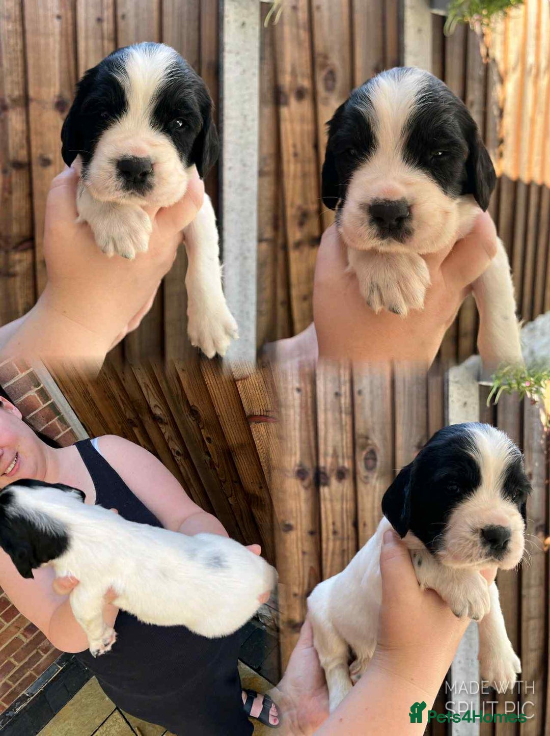 English Springer Spaniel dogs for sale: KC Registered Springer Spaniel Puppies - Image 1