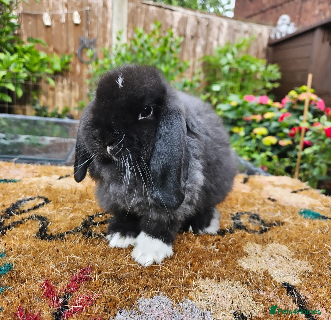 Mini Lop rabbits for sale: Baby mini lops  - Image 4