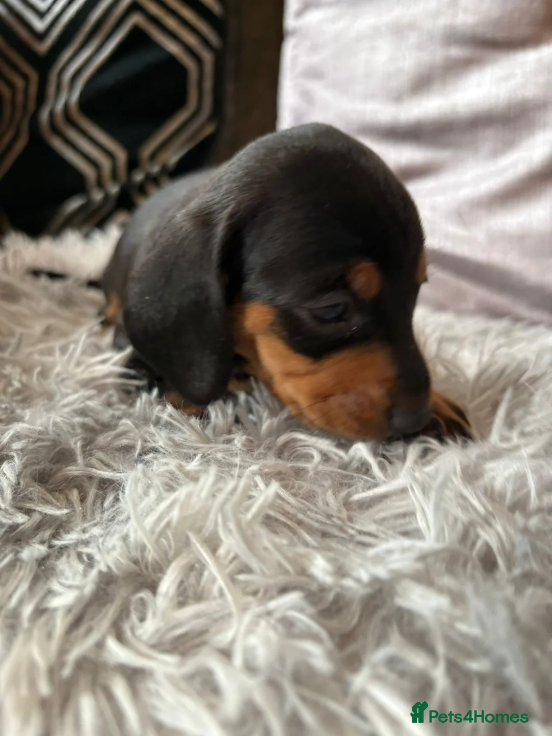 Miniature Dachshund dogs for sale: Miniature Dachshund  - Advert 2