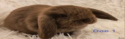 Mini Lop rabbits for sale: READY TO COLLECT from the 20th March 2026 - Advert 2
