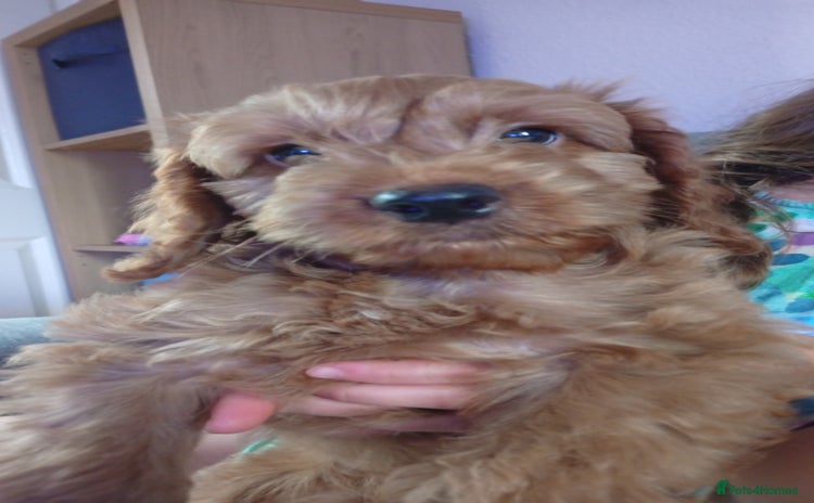 Cockapoo dogs - Advert 10