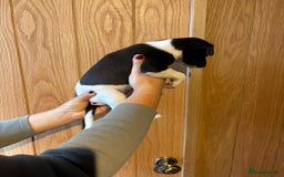 Whippet dogs for sale: 4 KC registered Whippet boys  - Image 7