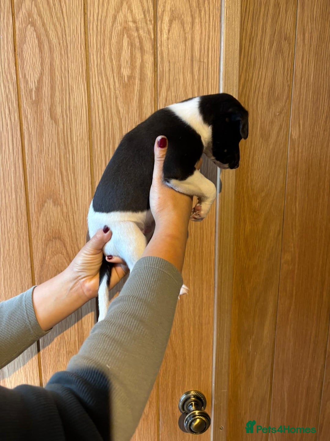Whippet dogs for sale: 4 KC registered Whippet boys  - Image 7