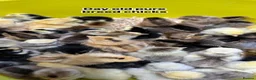 Chickens poultry for sale: Pure breed day old chicks  - Advert 2