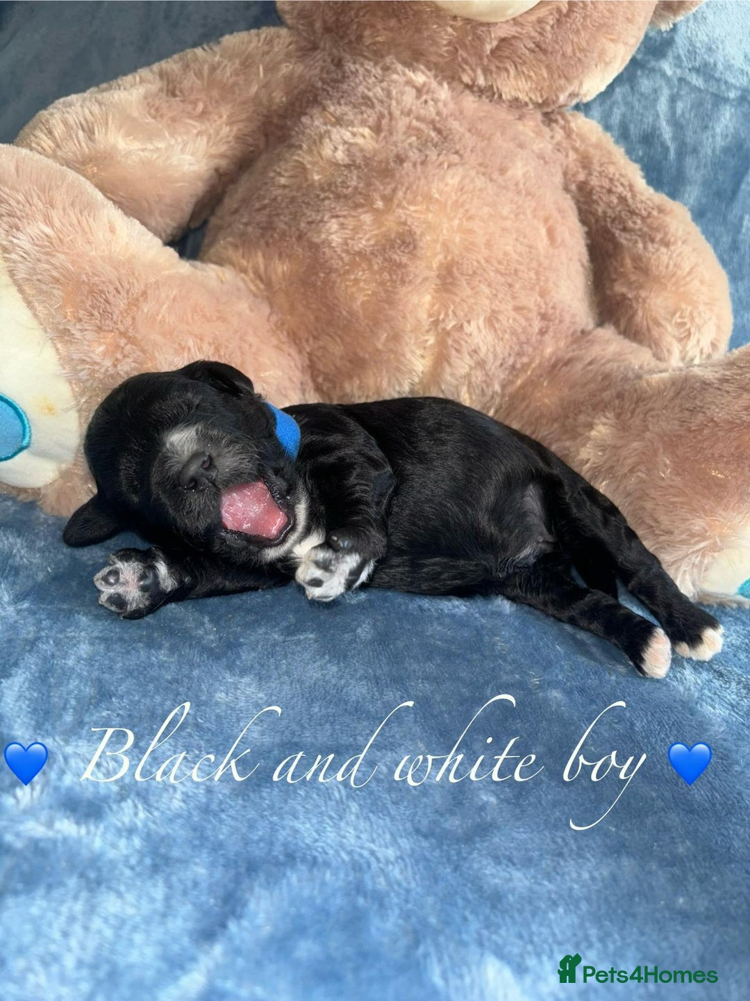 Cavapoo dogs for sale: BEAUTIFUL CAVAPOO PUPPIES HEALTH TESTED PARENTS  - Image 26