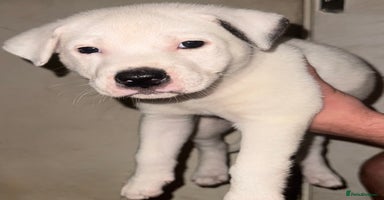 Mixed Breed dogs - Advert 3