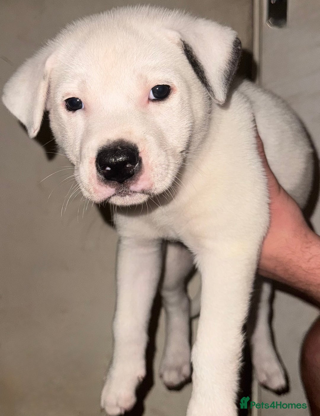 Mixed Breed dogs for sale: Akita Mix with Staffordshire Bull Terrier - Image 3