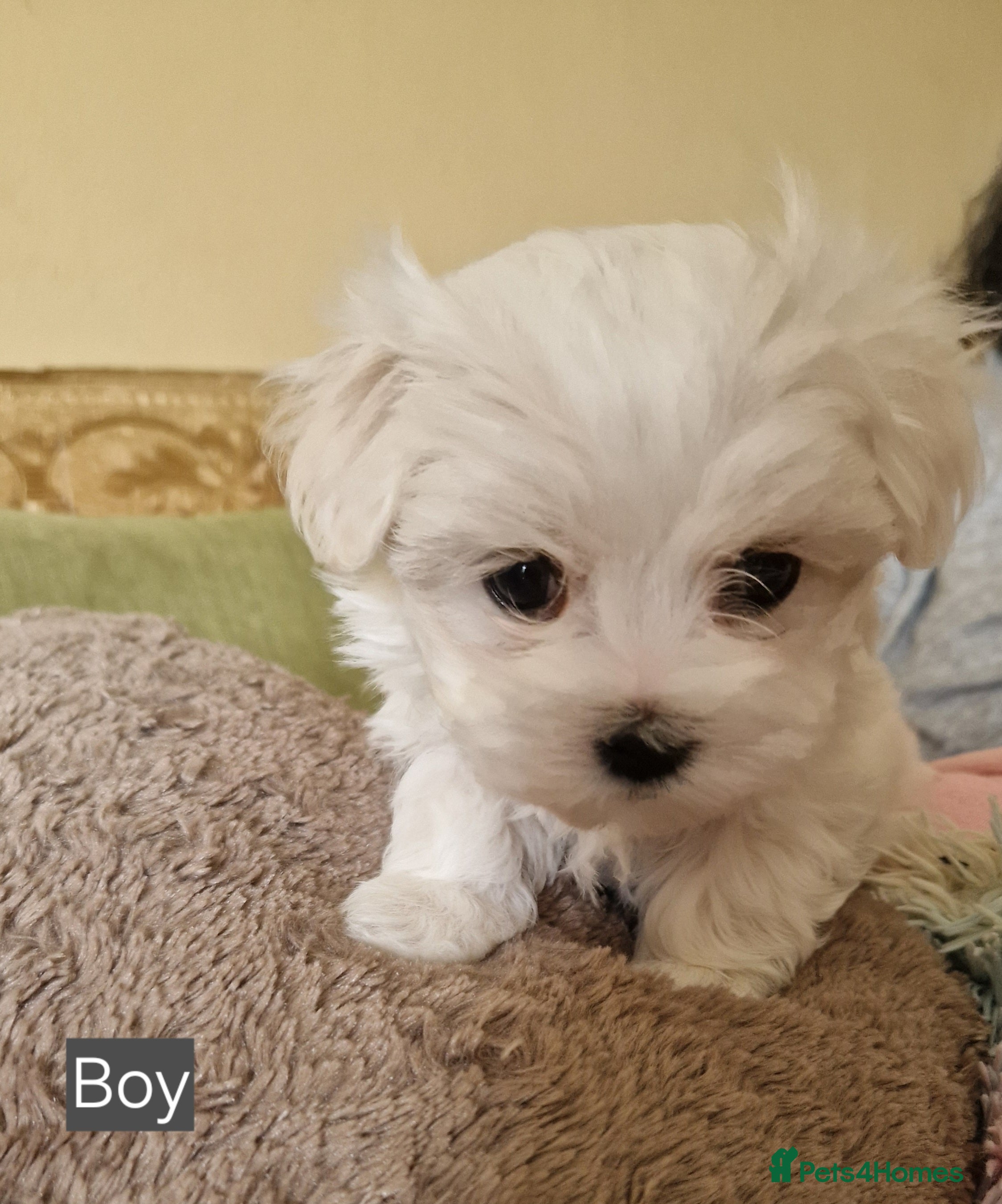 Maltese dogs Soft Silky KC Maltese Pups Family Raised Ready to - Advert 7