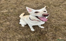 German Shepherd dogs for sale: Regina - Image 2
