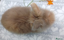 Lionhead rabbits for sale: LAST ONE Stunning DM Lionhead baby rabbit  - Image 5