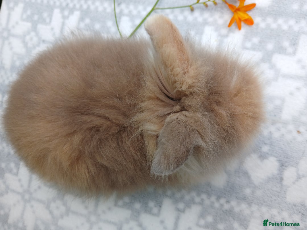Lionhead rabbits for sale: LAST ONE Stunning DM Lionhead baby rabbit  - Image 5